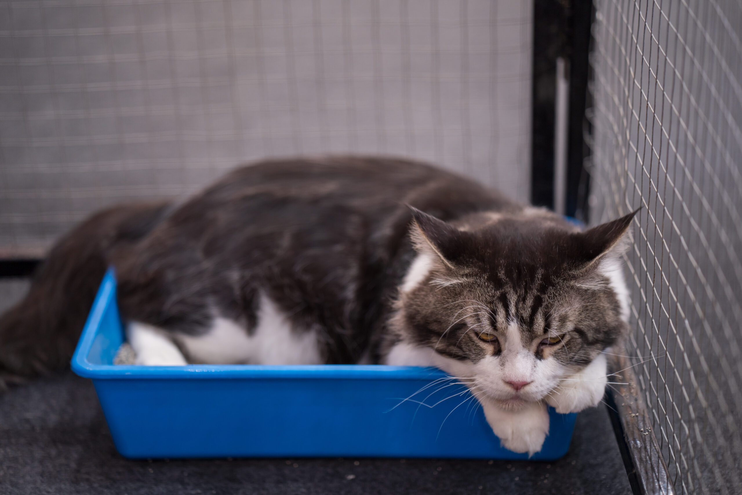 benefits high-sided cat litter boxes