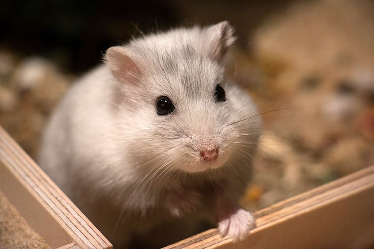 best dwarf hamster cage