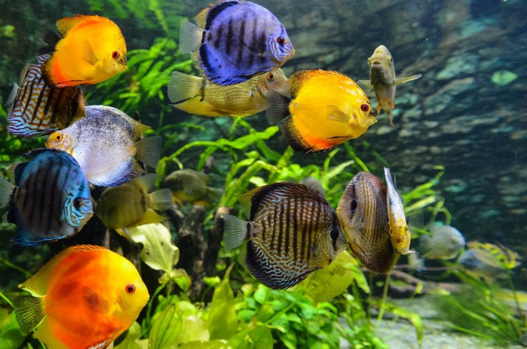 Discus Fish aquarium