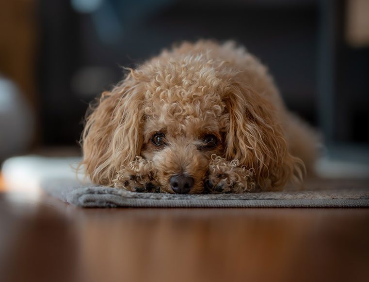 Maltipoo popular poodle mixes