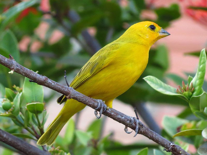 canary bird care