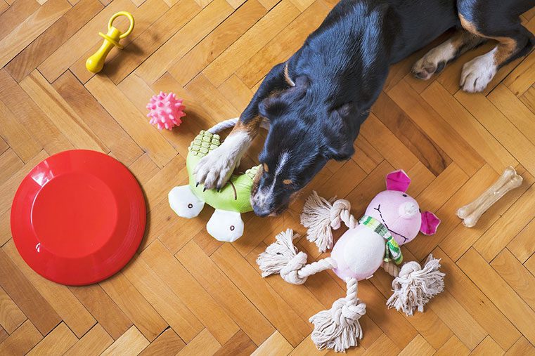 dog chew toys