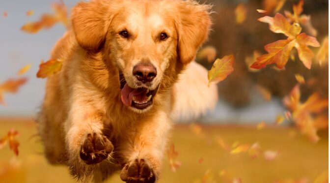 dog dog-friendly fall pup love