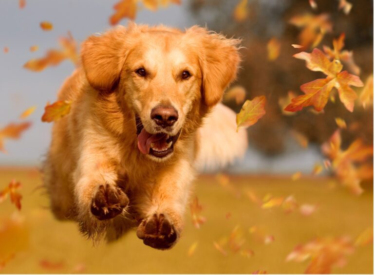 dog dog-friendly fall pup love