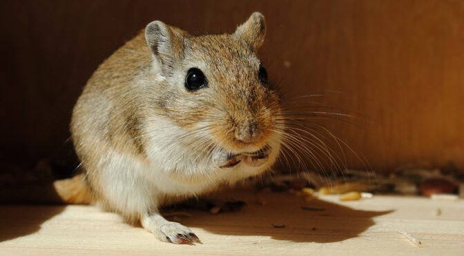Pet Gerbil