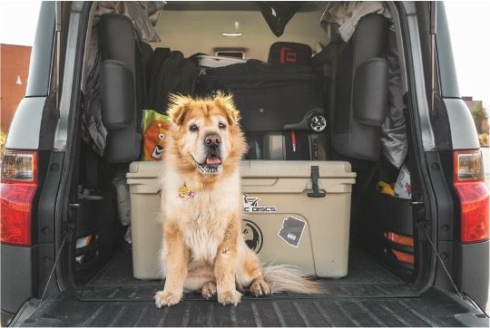 pet traveling dog car window