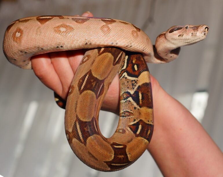 red tail boa habitat