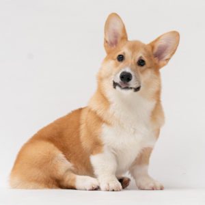 a corgi sitting