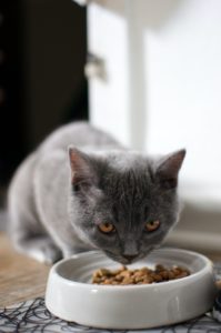 Cat eating food from a bowl