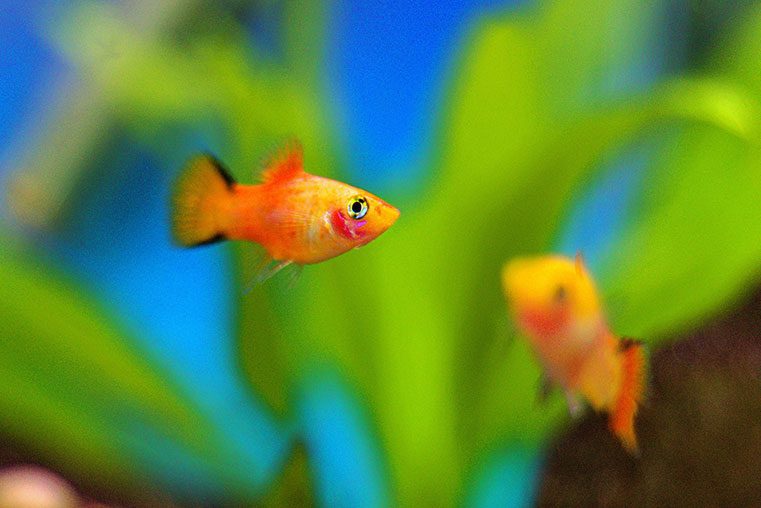 Most Popular Platy Fish Types