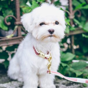emotional support dogs maltese