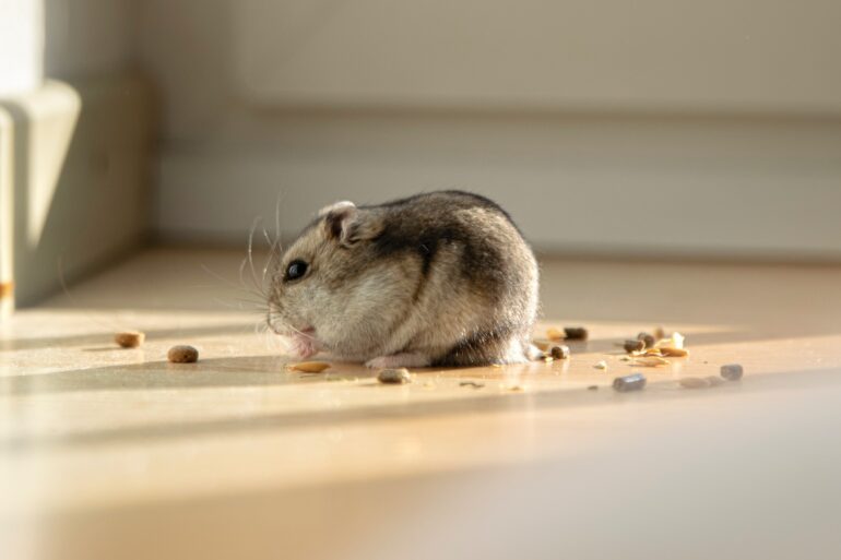 Dwarf hamster eating food