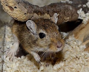 Type Bedding Best Gerbils