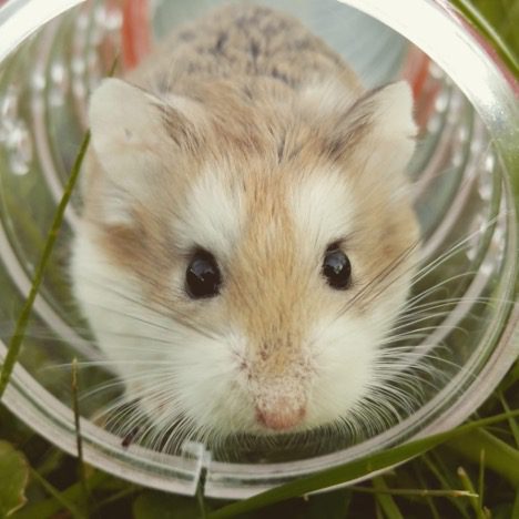 gerbil easy pet to take care of