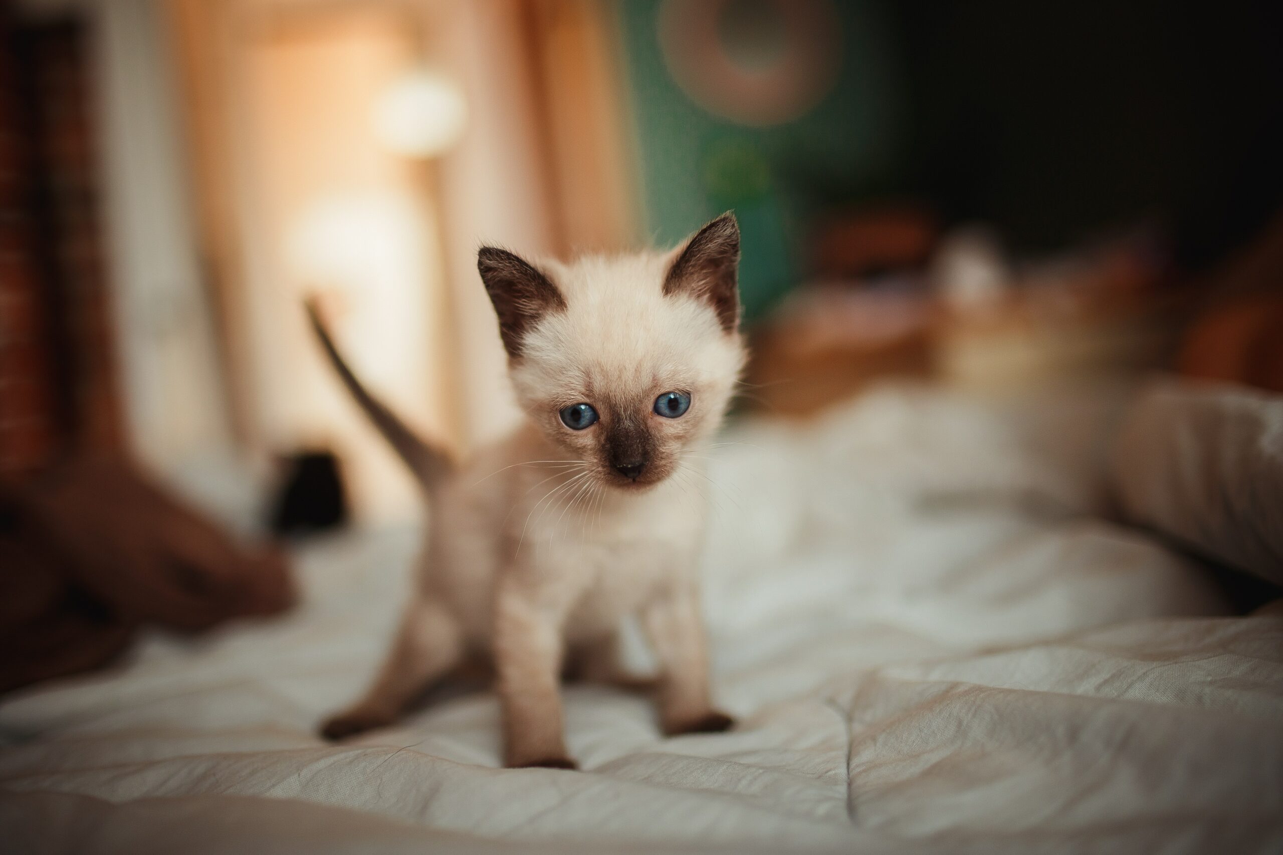 Baby Siamese cat kitten on blanket