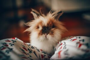 Pet Lionhead Bunny Rabbit