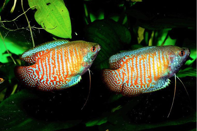 honey dwarf gourami