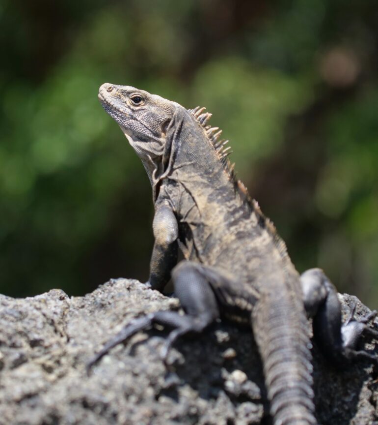 popular types pet iguanas