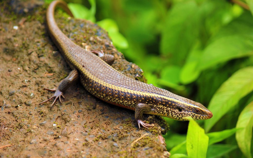 Blue Tongue Skink