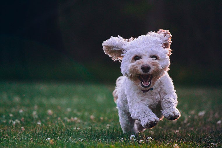 Cockapoo popular poodle mixes