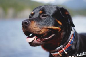 Rottweiler with Red Collar
