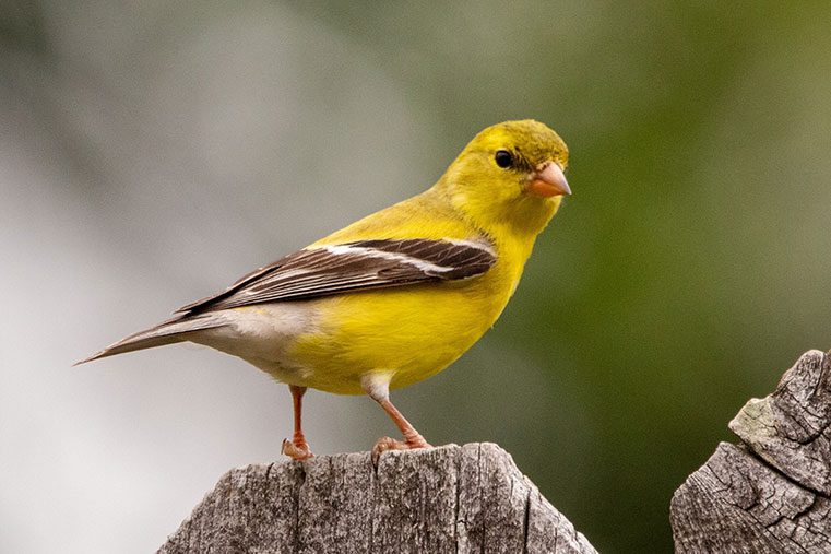 canary bird