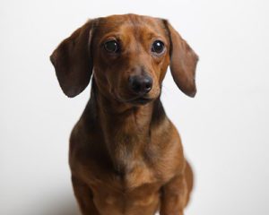 Dachshund Puppies