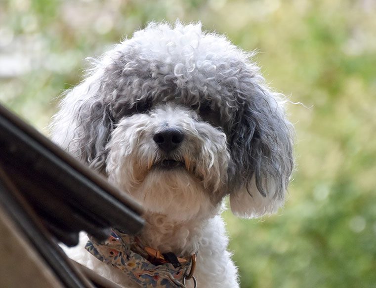 Schnoodle most popular poodle mixes