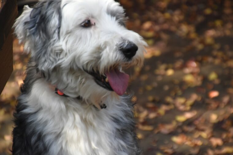 Sheepadoodle