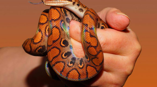 ten best pest snakes