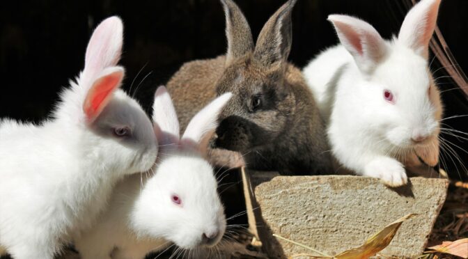 Various pet rabbits hanging out together