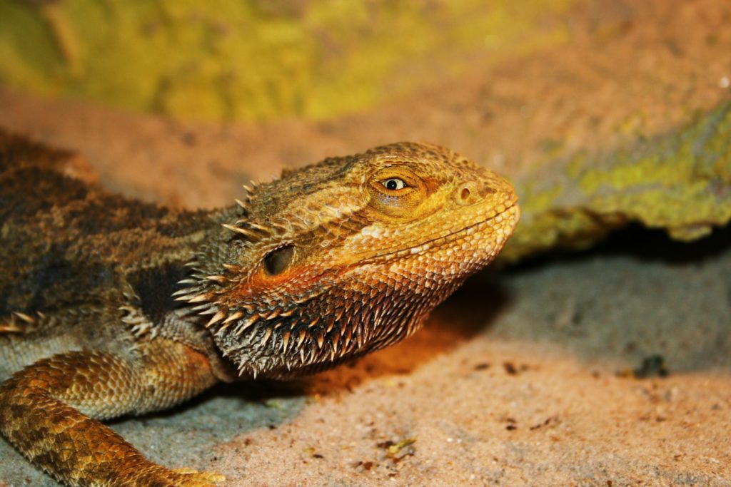 Bearded Dragon