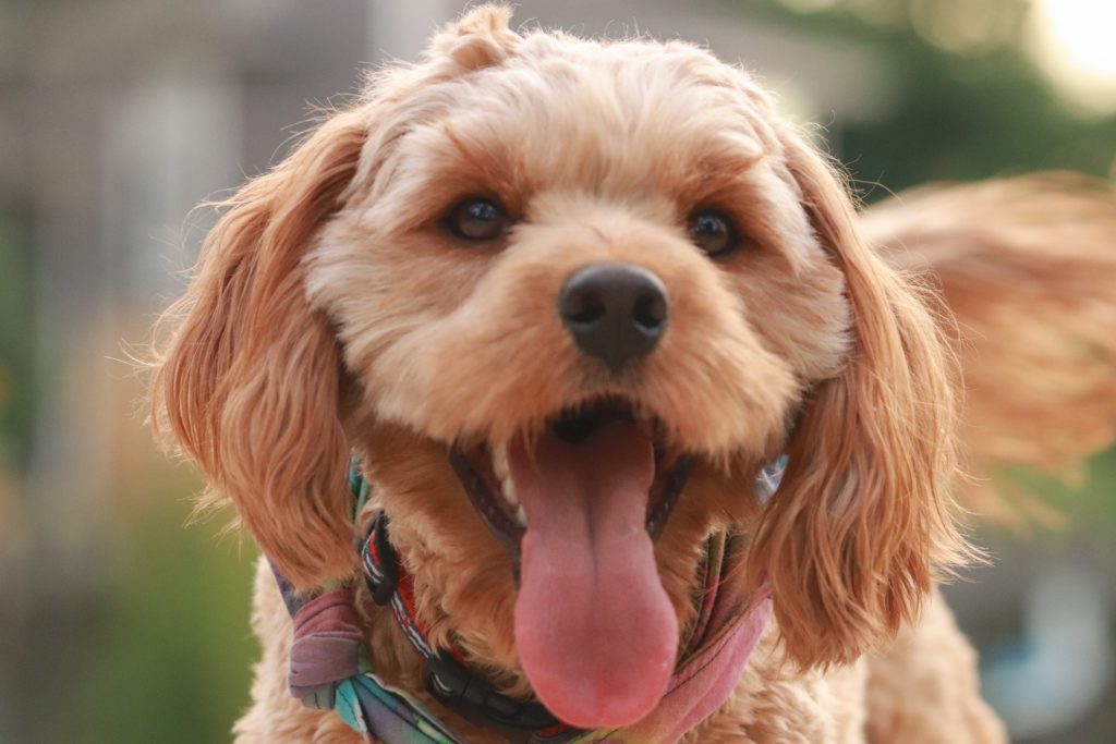 Goldendoodle