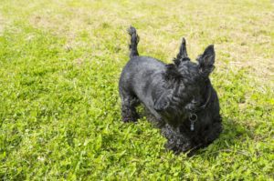 Scottish terrier or Scottie dog in field