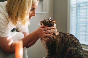 cat getting heartworm checkup