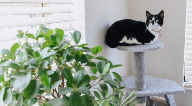 pexels anete lusina cat tower scaled