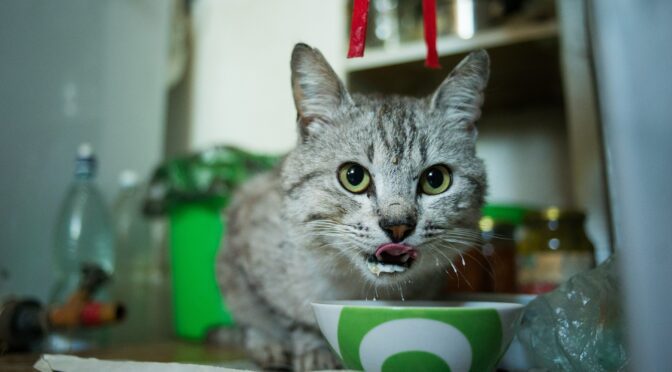 mealtime enjoyable cat food palatability enhancer