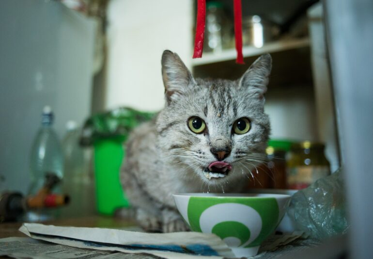 mealtime enjoyable cat food palatability enhancer