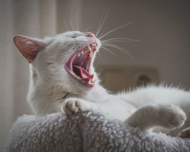 Bored cat yawning