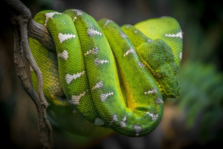 Differences Between Emerald Tree Boas and Green Tree Pythons