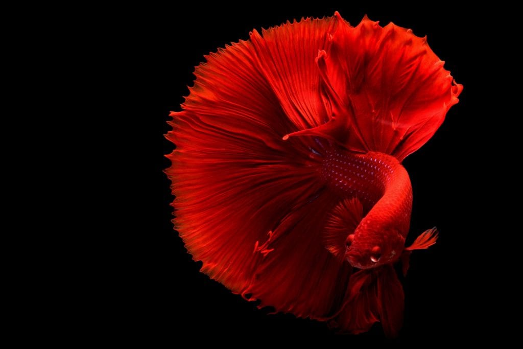 pexels chevanon red betta fish scaled