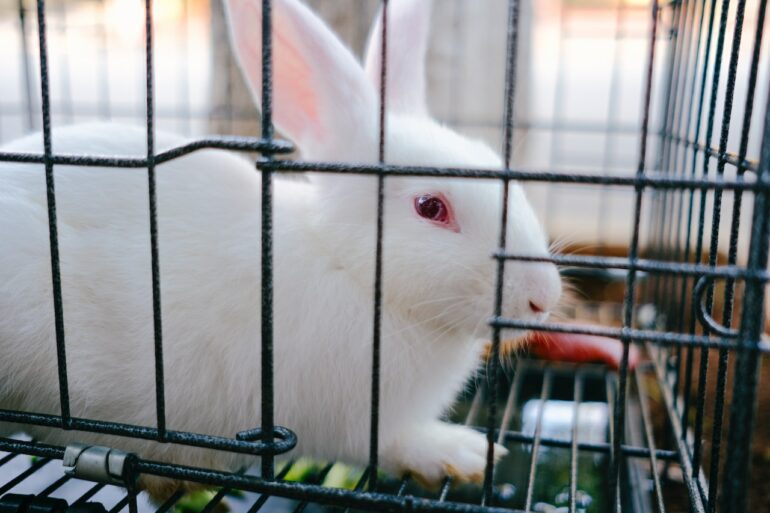What Do Rabbits Need in Their Cage? Pets & Animals Tips