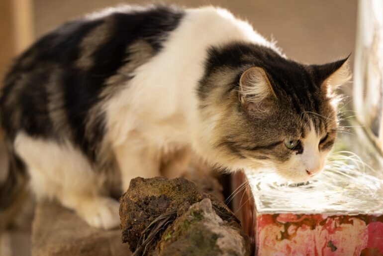 managing diabetic cats diet food