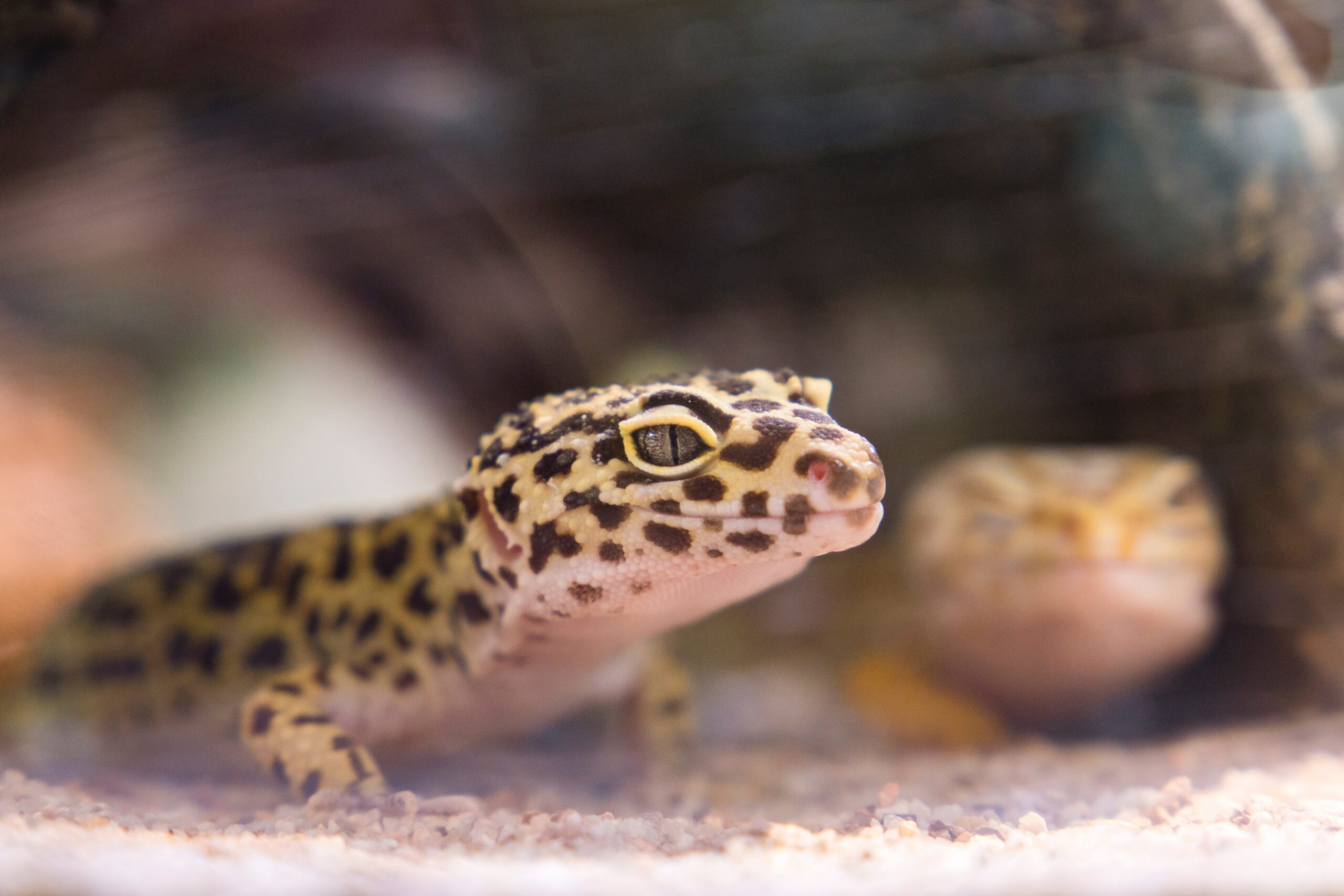 Leopard gecko in its habitat