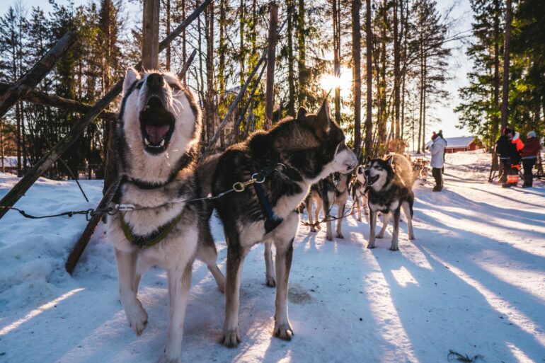 dog breeds loudest bark