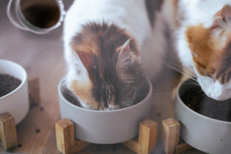 managing diabetic cats diet food