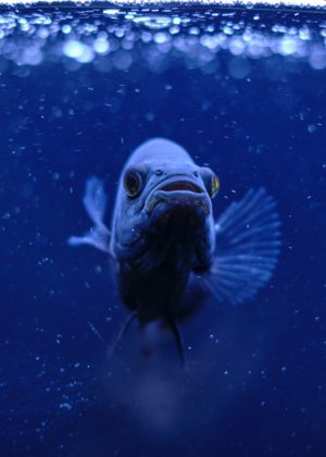 Oscar fish in a tank