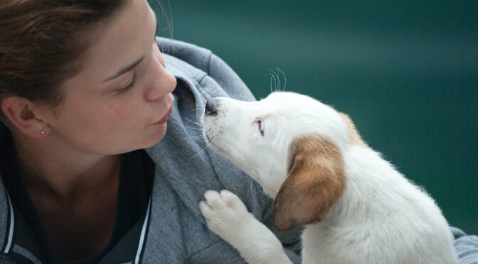 pet care tips busy students