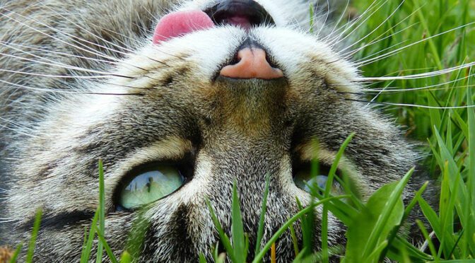 recommendations cat food supplements boost cat energy