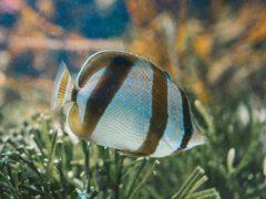 butterfly fish